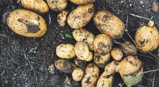 potatoes fresh from the garden with dirt 